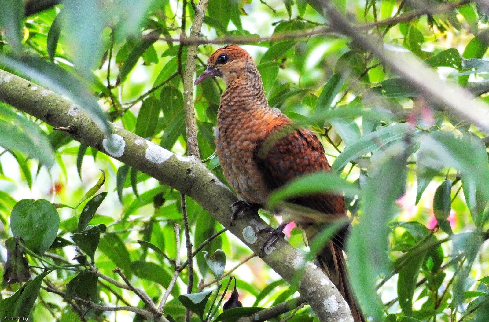image Sultan's Cuckoo-Dove